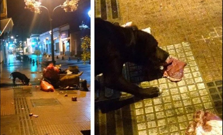 Lamentan  mala imagen  que generan perros comiendo carne en el centro