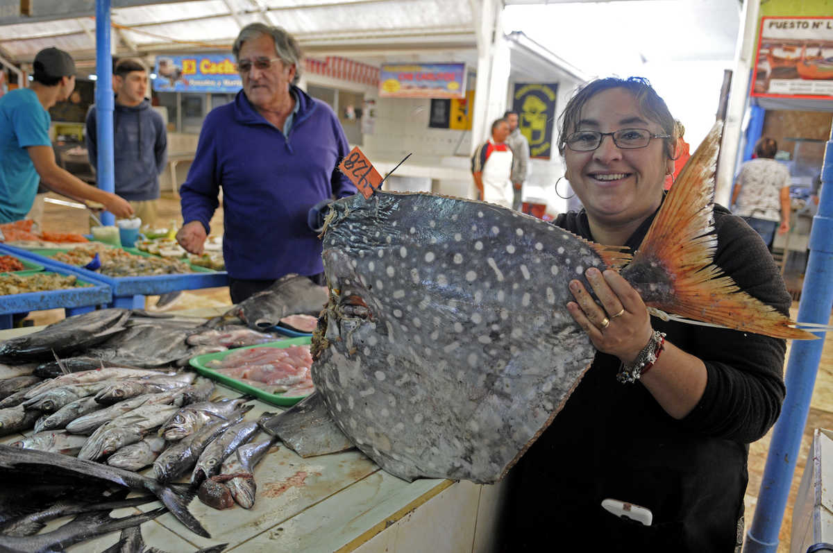 El pez "Sol" es una de las tantas variedades que se pueden encontrar en la caleta de Coquimbo. Foto: Andrea Cantillanes