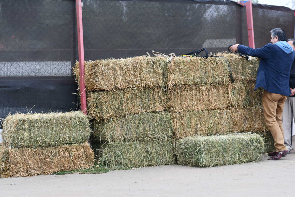 Donan forraje para caballos encontrados en la vía pública que permanecen en  corral municipal | Diario El Día157297