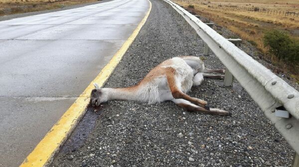 En la imagen un guanaco que fue atropellado y muerto en una carretera del país, lo que es solo una muestra de los miles de animales, aves y reptiles que encuentran similar destino.