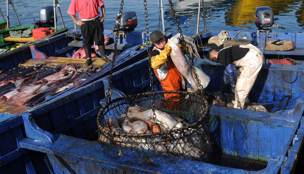 En la actualidad la captura de la Jibia por parte de los pescadores artesanales les significa que ellos y sus familias estén viviendo de este producto, del cual pueden pescar el 80%, mientras que los industriales un 20%.
