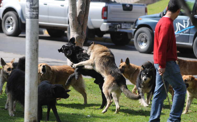 Los perros callejeros han sido un problema que los municipios no han podido solucionar y los ataques a personas han sido recurrentes (foto referencial).