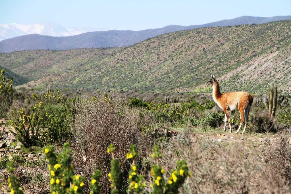 El desierto florido y la fauna cautivan a los visitantes