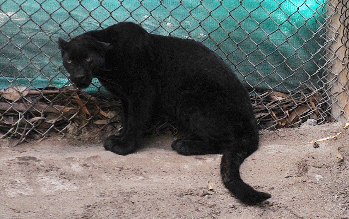 Pantera hembra proveniente de Sudáfrica