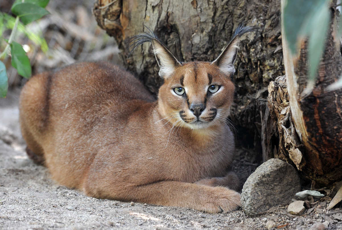 Lince proveniente desde Sudáfrica