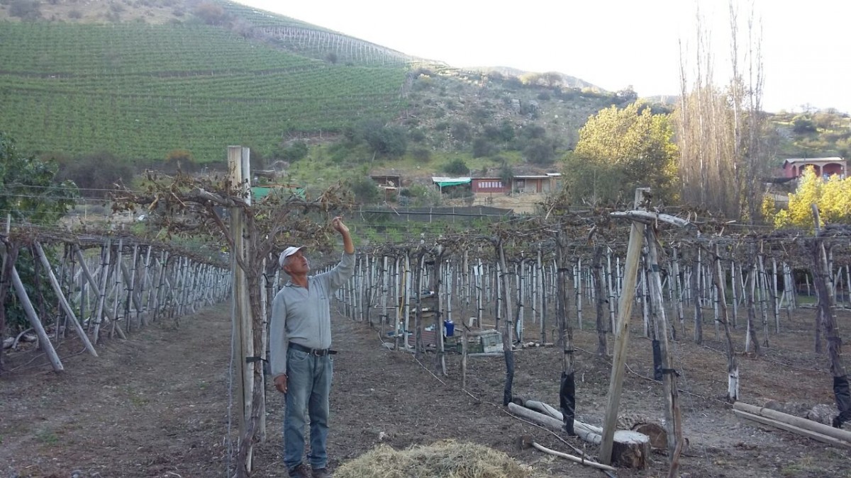 En el sector de Los Morales, en la comuna de Monte Patria, fueron 26 los pequeños productores de uva de mesa que resultaron siniestrados. FOTO CEDIDA 