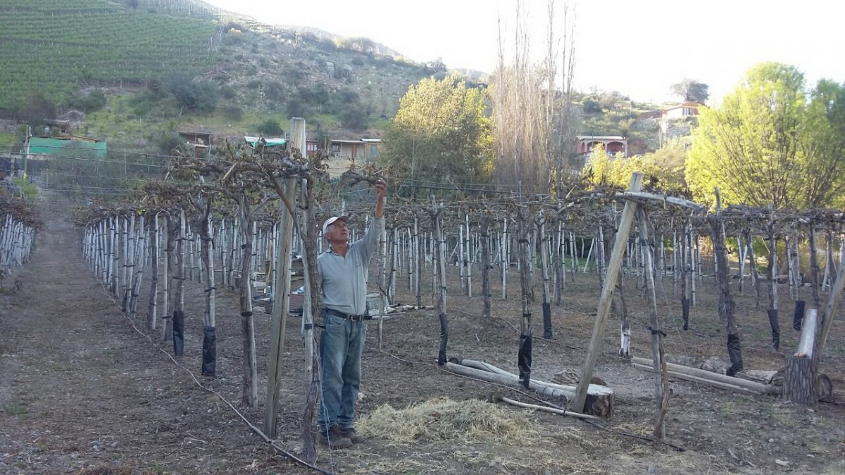 Estas bajas temperaturas afectaron esta semana a hortalizas, uva de mesa, damascos y nogales, principalmente en las provincias de Limarí y Choapa. FOTO CEDIDA