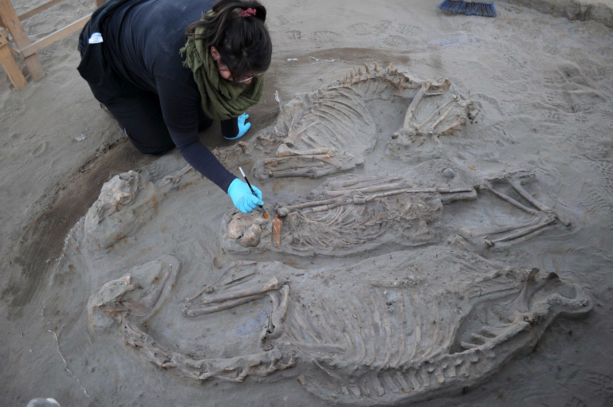 Los investigadores estuvieron hasta el pasado 15 de septiembre desarrollando sus labores. FOTO LAUTARO CARMONA 