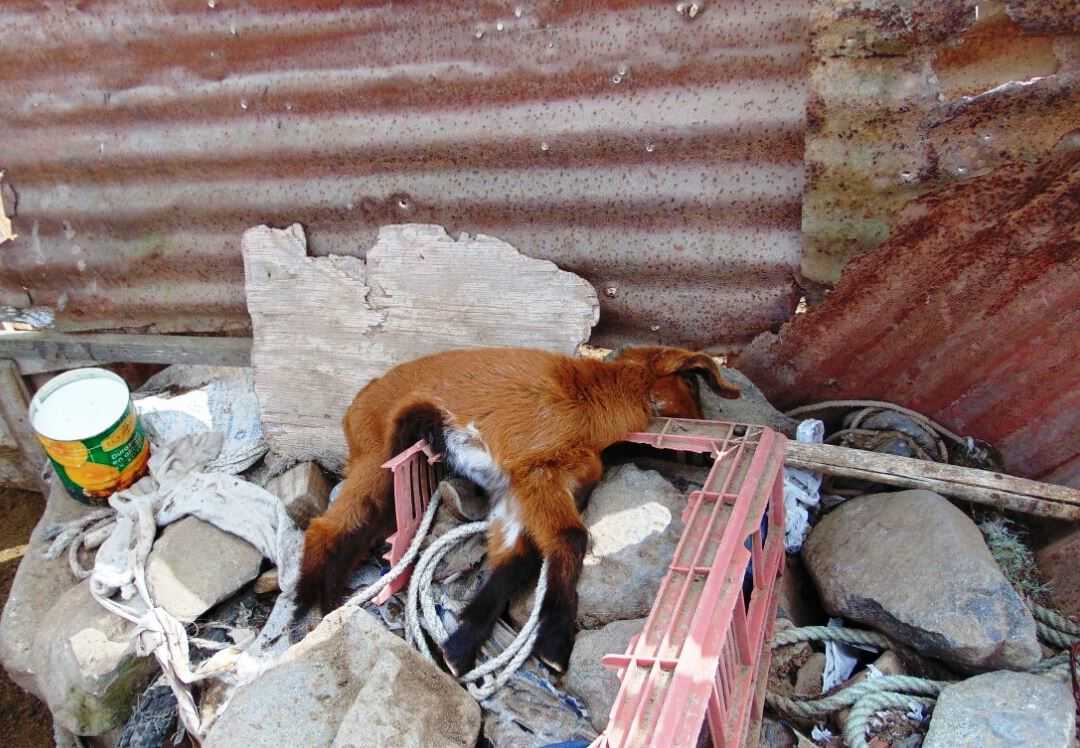 Las muertes se registran principalmente en las crías pequeñas, lamentablemente son bastantes los animales que están muriendo debilitados por la falta de forraje.