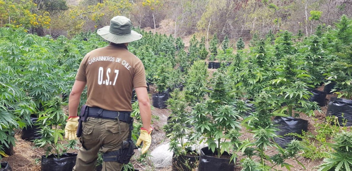 Un total de 3.991 plantas de marihuana fueron decomisadas en Los Vilos por funcionarios de Carabineros y su sección del OS-7. La droga fue avaluada en tres mil millones de pesos.