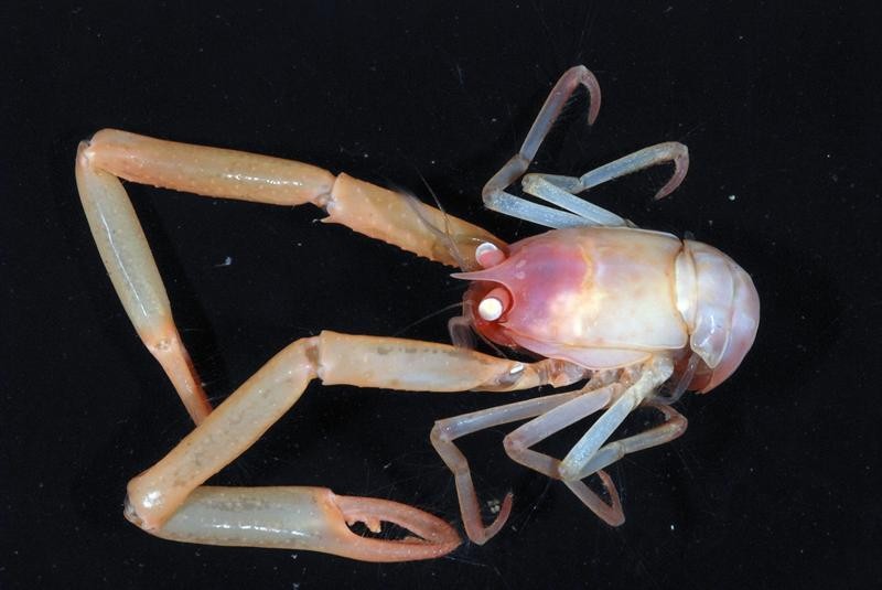 Captan imágenes de extrañas criaturas del fondo marino neozelandés