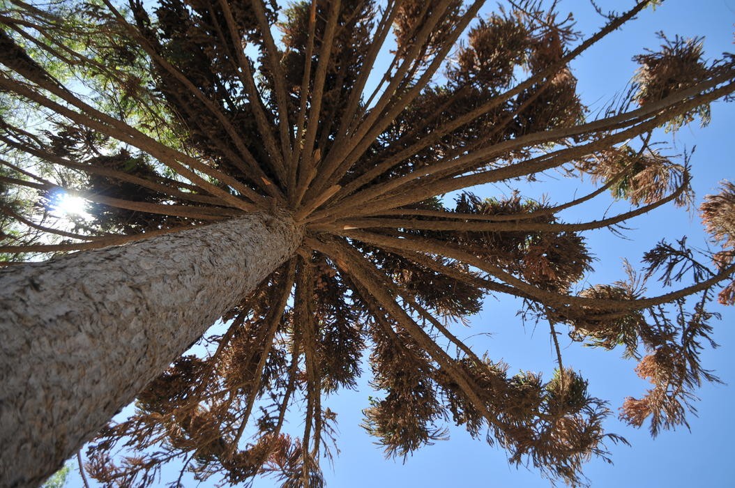 El misterio de la araucaria de Diaguitas