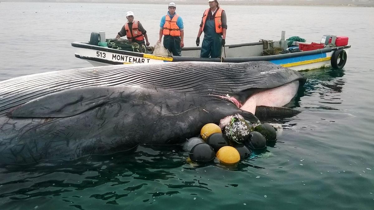 (Video) Coquimbo: Pescadores hallan a ballena sin vida en las costas de Tongoy