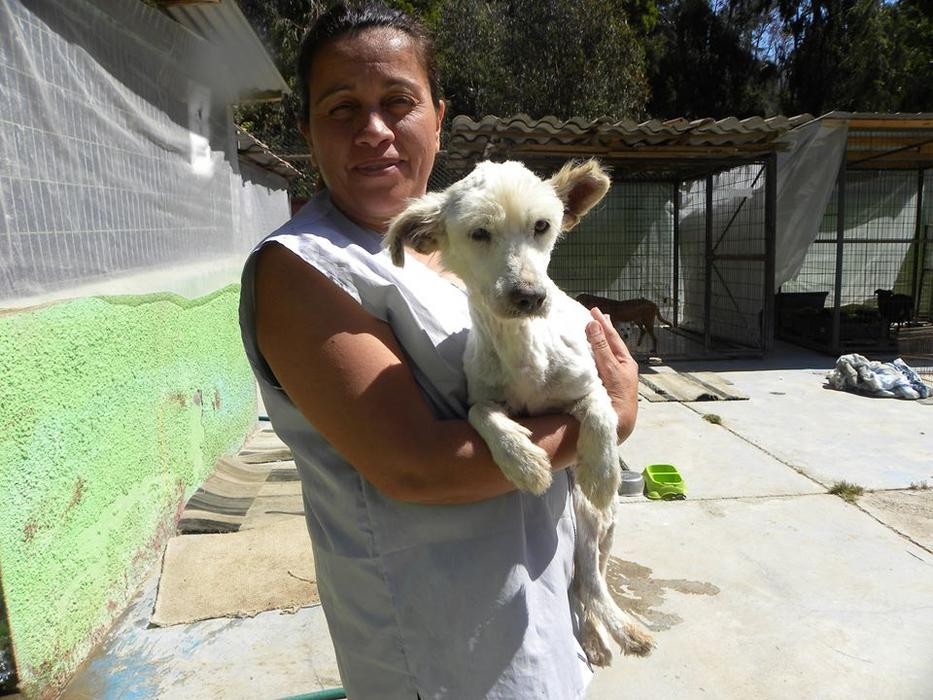 Agrupación Canil Parque Coll Sumados pretende ser un aporte para el desamparo de perros