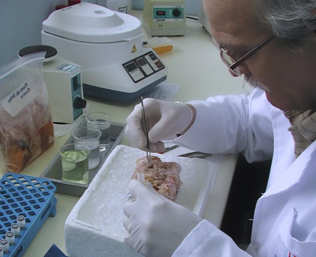 Realizan estudio científico sobre la carne de jaiba