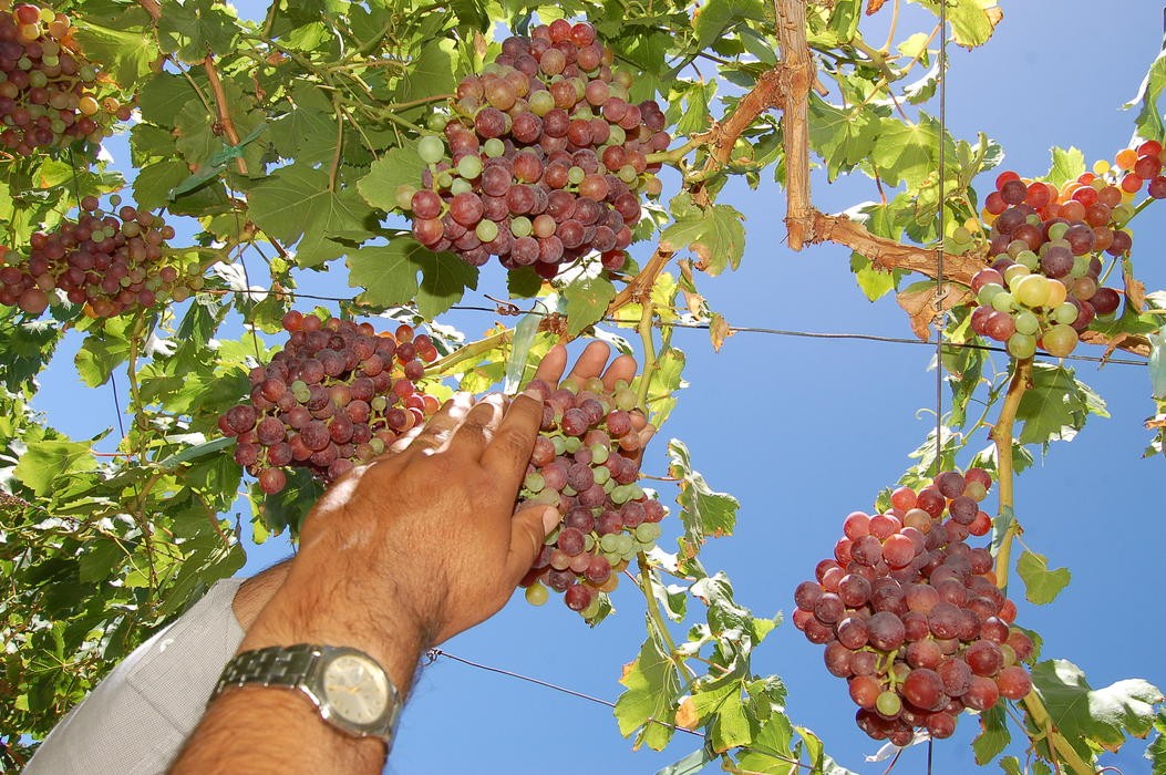 Reincorporan cinco nuevas variedades  de uva pisquera 