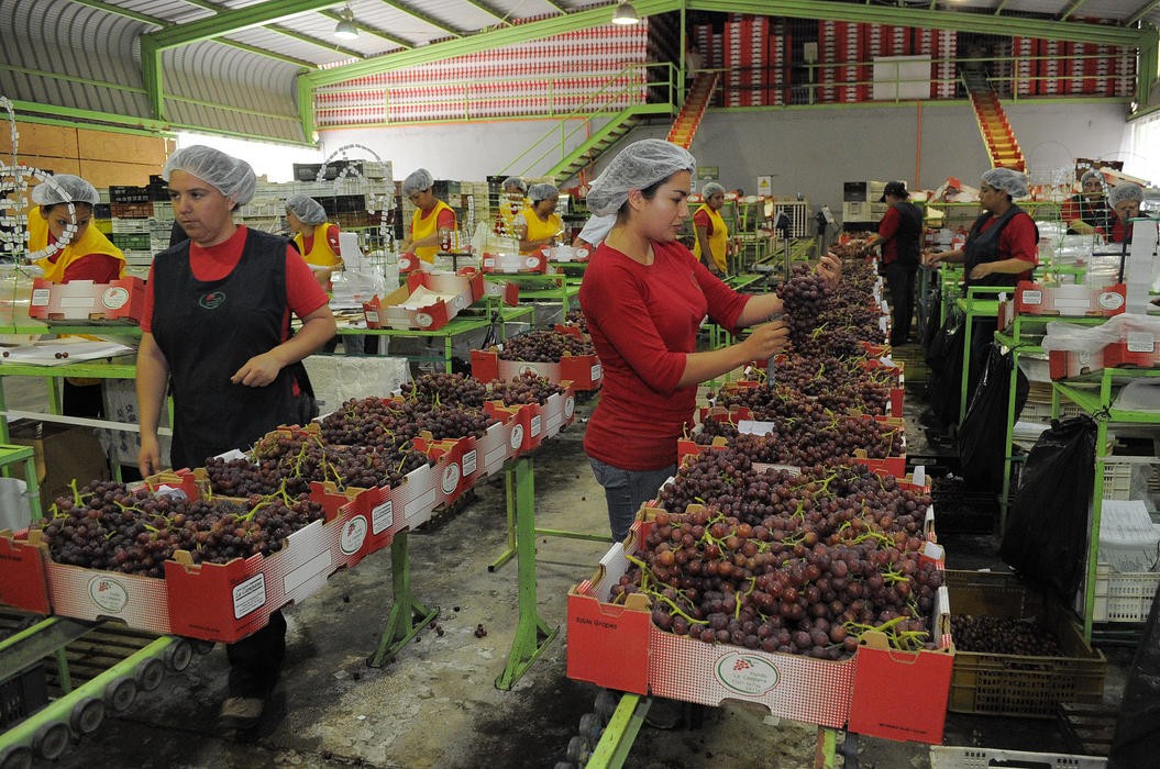 Envíos de uva de mesa caen 37% por efectos climáticos, pero precios en EE.UU. se disparan