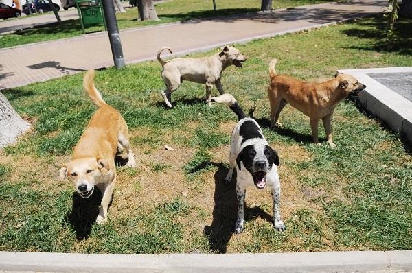 Preocupa la presencia de perros vagos en el centro de La Serena