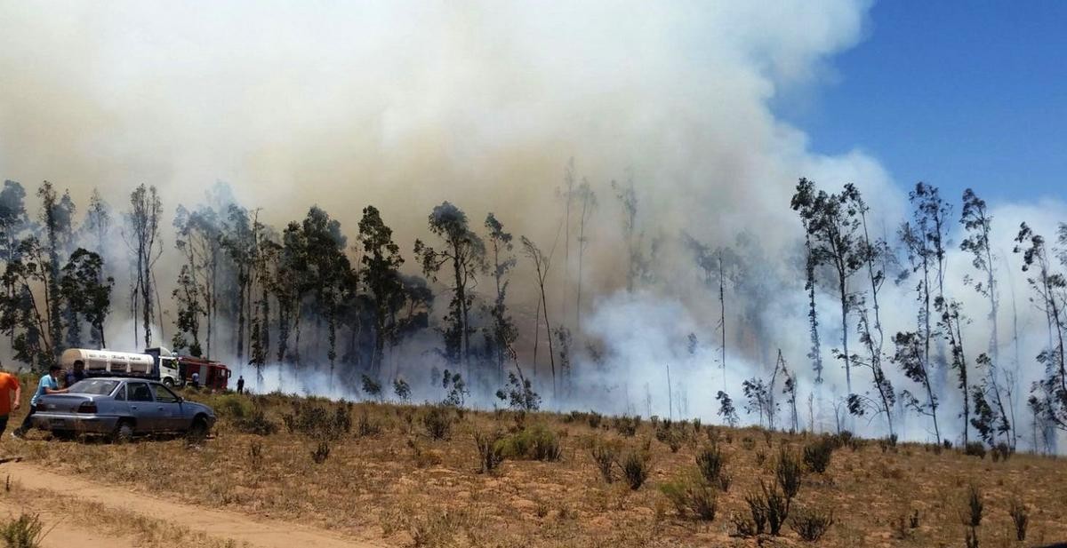 Coquimbo: Incendio de proporciones consume bosque aledaño a ruta La Cantera