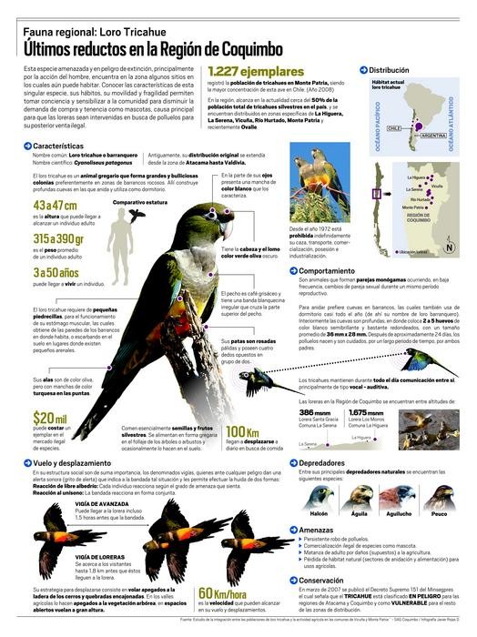 Infografía: Loro Tricahue: Últimos reductos en la Región de Coquimbo