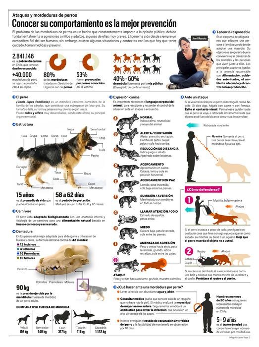 Ataques y mordeduras de perros: Conocer su actuar es la mejor prevención
