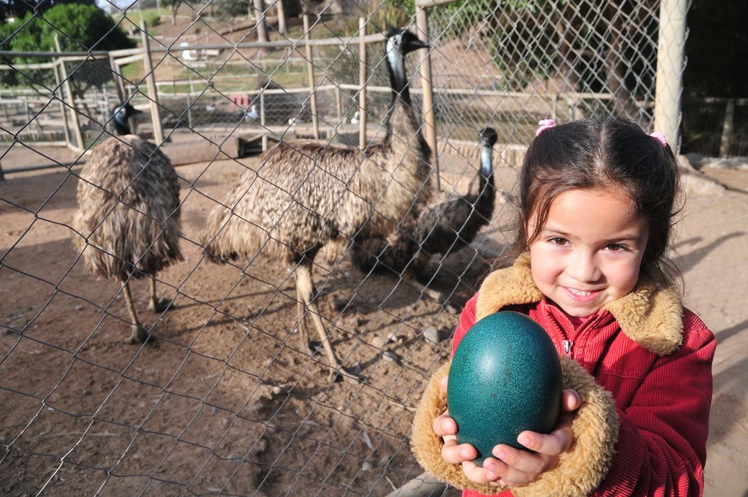 Emú de zoológico pone huevo  en cautiverio
