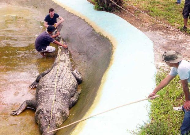 En Filipinas está el cocodrilo más grande del mundo en cautiverio 
