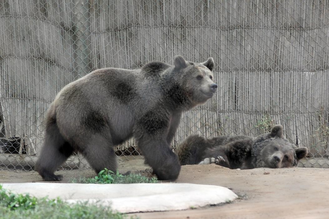 Desmienten fuga de un oso desde La Serena Zoo