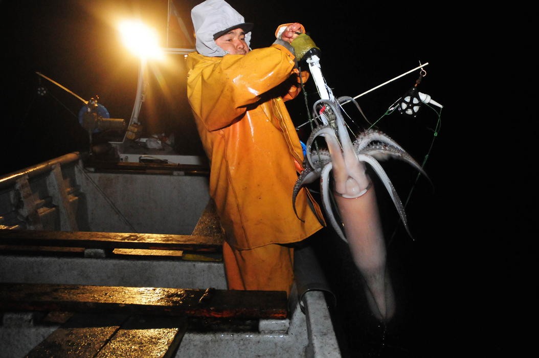 Jibia: Recurso que sustenta a la pesca artesanal