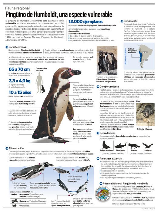 Infografia Pingüino de Humboldt, una especie vulnerable