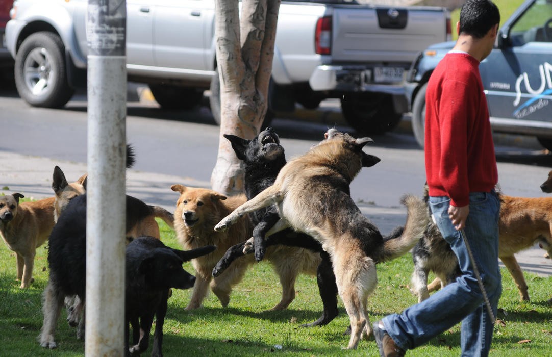 Ciclistas y motoristas preocupados por frecuentes ataques de perros callejeros
