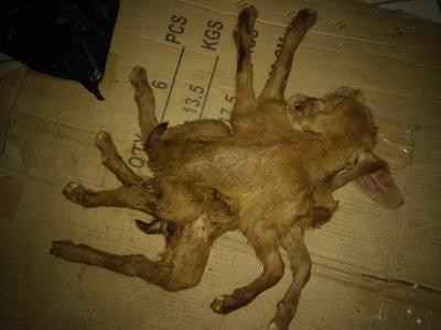 En Punitaqui nace una cabra con ocho patas y cuatro orejas