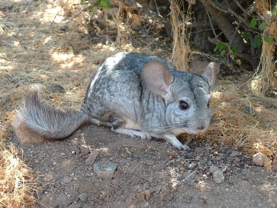 Reserva Nacional Las Chinchillas: 30 años resguardando el tesoro natural