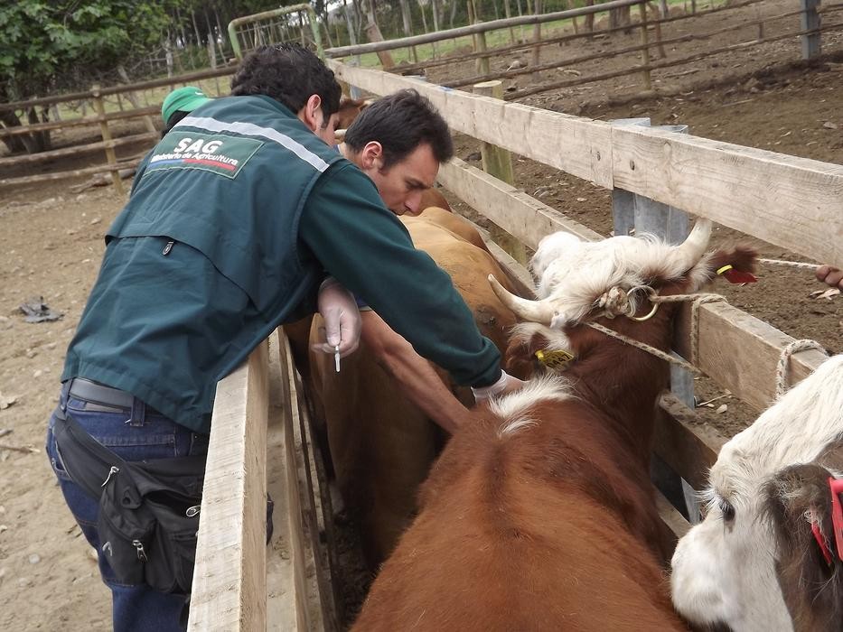 Identificarán a animales con tuberculosis