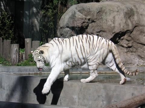 Herido grave un trabajador del zoo de Santiago tras ser atacado por un tigre  