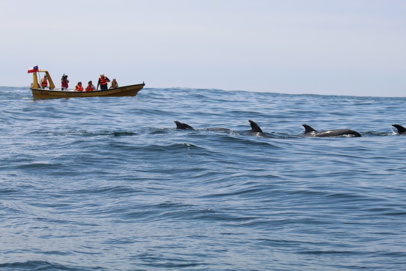 Tras un recorrido por la Reserva Nacional Pingüino de Humboldt las autoridades y las decenas de visitas que llegan a Isla Damas y otras islas, pudieron apreciar los delfines, gran variedad de aves, donde destacan los pingüinos y otros animales como nutrias y focas.