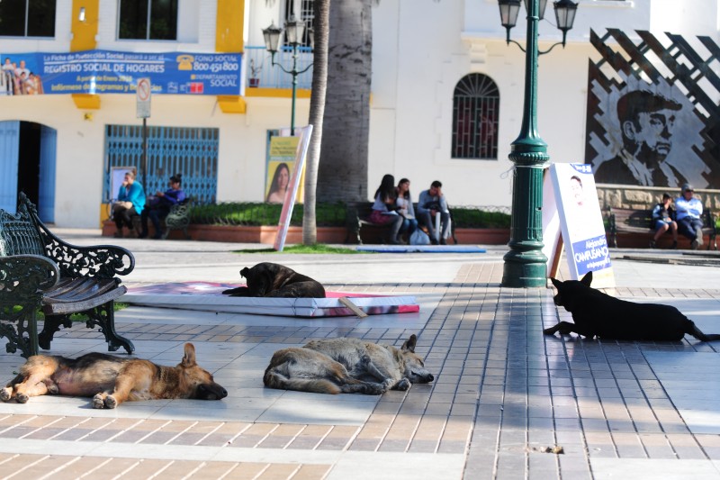 El problema de los perros abandonados ha ido en aumento con los años, por esta razón se apela a la tenencia responsable y a iniciativas como estas para disminuir la presencia de canes en la vía pública. Foto: Andrea Cantillanes