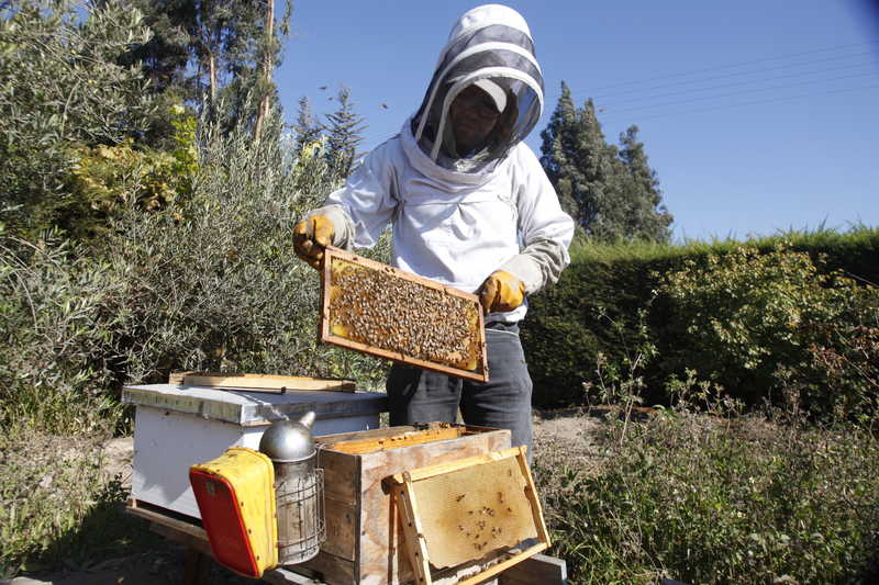 El llamado de las autoridades es a que los apicultores puedan denunciar ante cualquier sospecha que exista de la presencia de esta enfermedad. 