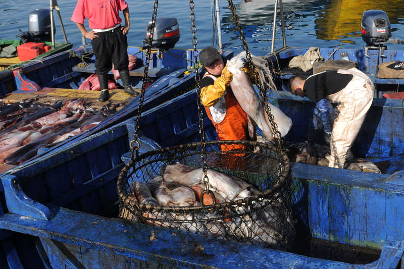 En la actualidad la captura de la Jibia por parte de los pescadores artesanales les significa que ellos y sus familias estén viviendo de este producto, del cual pueden pescar el 80%, mientras que los industriales un 20%.