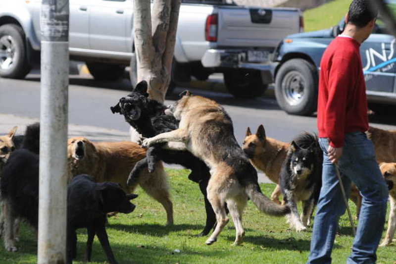 Los perros callejeros han sido un problema que los municipios no han podido solucionar y los ataques a personas han sido recurrentes (foto referencial).