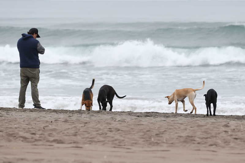 El sector costero de La Serena es el preferido por quienes visitan la zona, muchos de los cuales critican la presencia de perros incluso en la playa, lo que creen no se condice con una comuna turística.