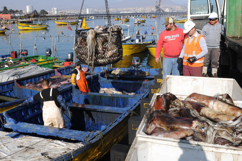 La jibia es la pesca más importante de los pescadores artesanales de Coquimbo, quienes aplauden que a los industriales se les haya prohibido la pesca de arrastre. Dirigente de los industriales indica que hasta ahora los artesanales han capturado solo un 3% de la cuota que les corresponde.