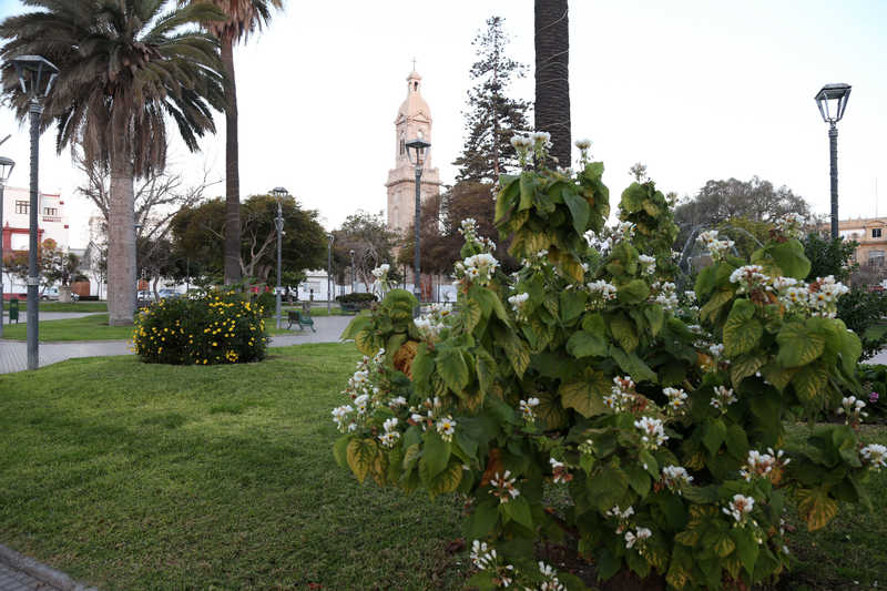 Los espacios públicos como la Plaza de Armas de La Serena serán fundamentales en la primera etapa del desconfinamiento.