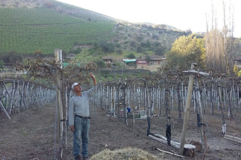 En el sector de Los Morales, en la comuna de Monte Patria, fueron 26 los pequeños productores de uva de mesa que resultaron siniestrados. FOTO CEDIDA 