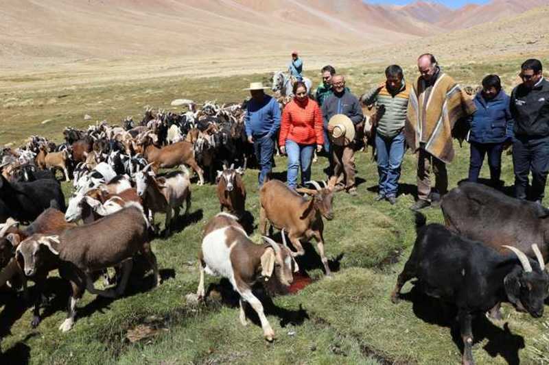 La intendenta regional, Lucía Pinto, ha apoyado como medida de urgencia el traslado de ganado caprino al sur. En esta imagen en una visita con este propósito.