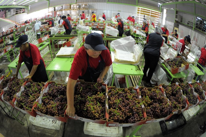 El fundo La Campana, en el valle del Elqui, inició esta semana su cosecha de uva flame. Esperan llegar a producir entre 100 mil y 120 mil cajas esta temporada, que se comparan con las 90 mil del 2015. FOTO LAUTARO CARMONA