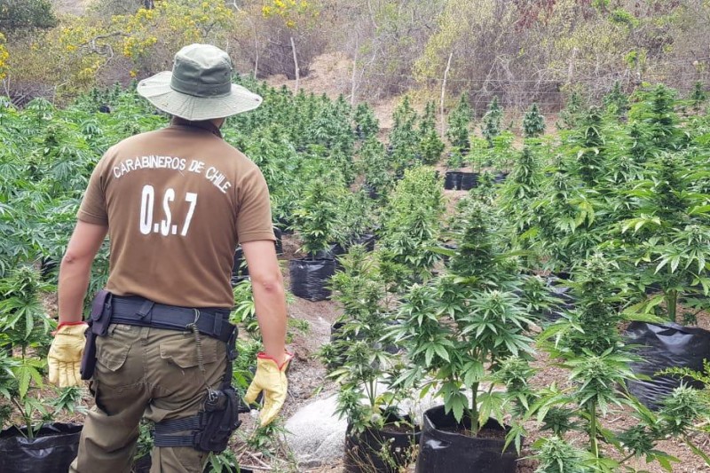 Un total de 3.991 plantas de marihuana fueron decomisadas en Los Vilos por funcionarios de Carabineros y su sección del OS-7. La droga fue avaluada en tres mil millones de pesos.