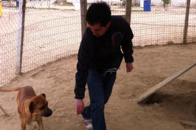 En Coquimbo adiestrarán perros con discapacidad para ser adoptados