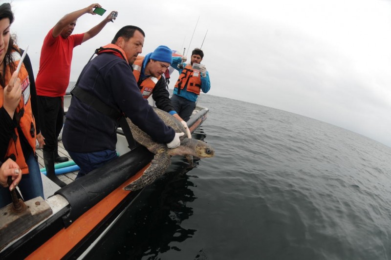 Coquimbo: Tortuga marina se recupera tras varar y es devuelta al mar
