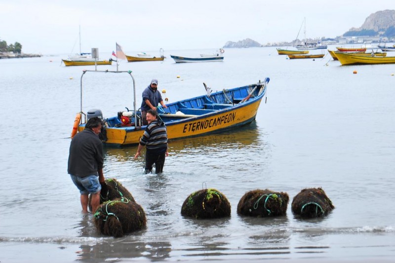 Concluyen trabajos de limpieza en playa chica de La Herradura que arrojaron 300 toneladas de algas